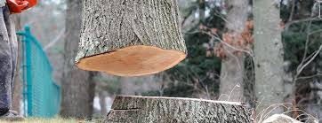 How Our Tree Care Process Works  in  Raven, VA