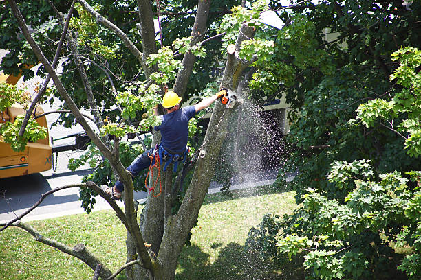 Raven, VA Tree Care Company